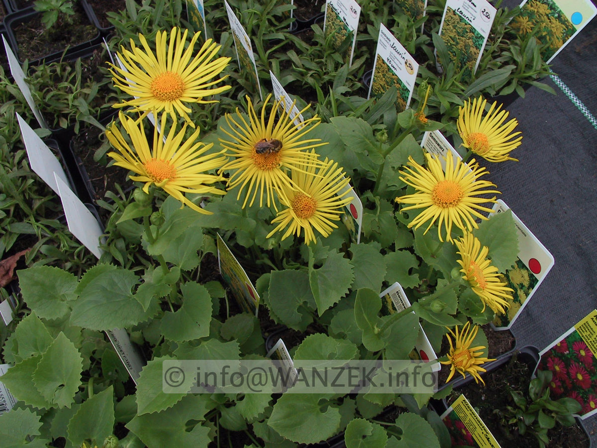 Doronicum orientale Finesse 04.jpg